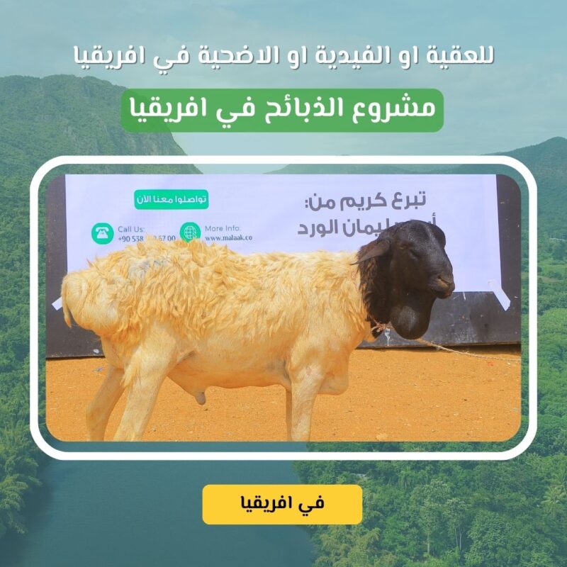 ???? مشروع الأضاحي والعقائق والفدية في أفريقيا خروف واحد فقط بـ 150 دولار... يطعم عشرات الأسر ويفتح لك أبواب الأجر في قلب القرى الفقيرة بأفريقيا، لا تجد الكثير من العائلات ما يسدّ رمقها، ناهيك عن تذوّق اللحم. ومع قدوم العيد أو مناسبة مولود جديد أو أداء فدية، يمكنك أن تكون سببًا في إدخال الفرح والطعام إلى بيوت حرمت من كليهما. من خلال هذا المشروع، ننفذ أضحيتك أو عقيقتك أو فديتك بشكل شرعي موثق وآمن، ونوزع اللحوم على الأسر الأكثر حاجة، لتصل البركة إليهم وتصل الأجور إليك.
