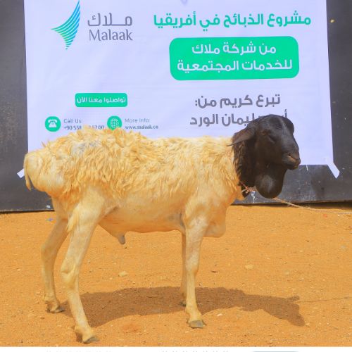 مشروع ذبائح الأضاحي في سوريا