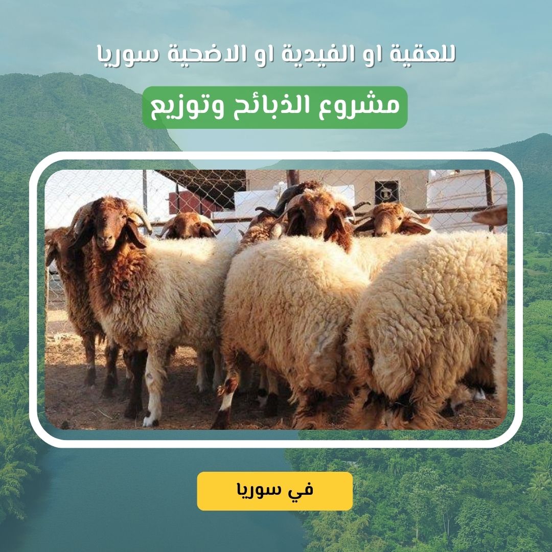 مشروع الأضاحي والعقائق والفدية في سوريا خروف واحد فقط بـ 250 دولار... يُطعم 10 عوائل ويزرع الفرحة في القلوب في ظل الأوضاع الصعبة التي يعيشها أهلنا في سوريا، تزداد الحاجة لكل يد عطاء تُمسك بهم وسط الألم والنزوح وانعدام الأمن الغذائي. في العيد، أو عند قدوم مولود جديد، أو أداء فدية، يمكن أن يكون نسكك مصدرًا لفرح عائلة، وسدّ جوع أطفال لم يذوقوا اللحم منذ شهور. مشروع الأضاحي والعقائق والفدية في سوريا خروف واحد فقط بـ 250 دولار... يُطعم 10 عوائل ويزرع الفرحة في القلوب في ظل الأوضاع الصعبة التي يعيشها أهلنا في سوريا، تزداد الحاجة لكل يد عطاء تُمسك بهم وسط الألم والنزوح وانعدام الأمن الغذائي. في العيد، أو عند قدوم مولود جديد، أو أداء فدية، يمكن أن يكون نسكك مصدرًا لفرح عائلة، وسدّ جوع أطفال لم يذوقوا اللحم منذ شهور.